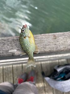 Green Sunfish