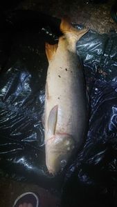 Leather Carp