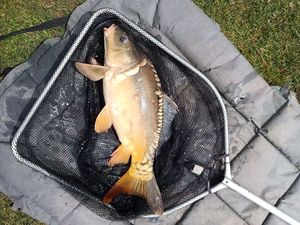 Leather Carp