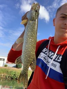 Northern Pike