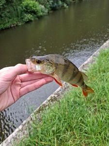European Perch