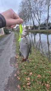 Common Bream
