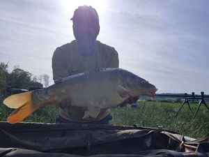 Mirror Carp