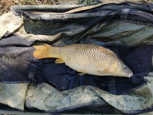 Common Carp