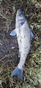 European Bass (Seabass)