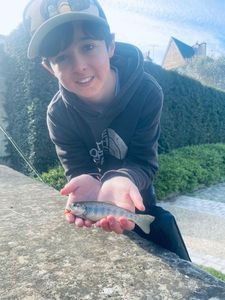 Brown Trout