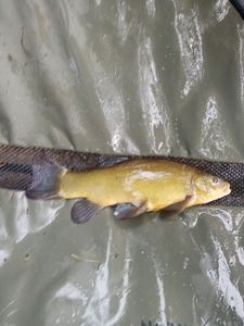 Tench