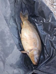 Mirror Carp