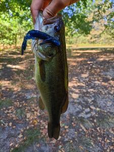 Smallmouth Bass