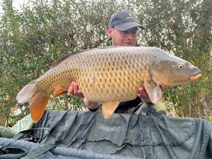 Common Carp