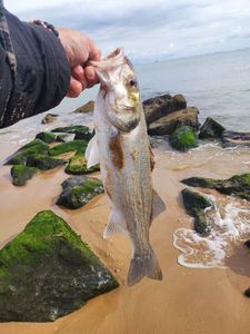 European Bass (Seabass)