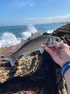 European Bass (Seabass)