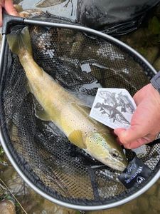 Brown Trout