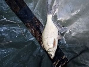 Common Bream