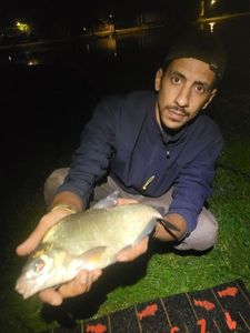 Common Bream