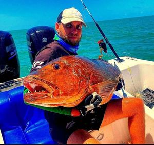 African Red Snapper