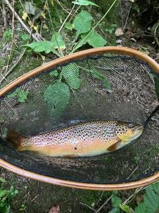 Brown Trout