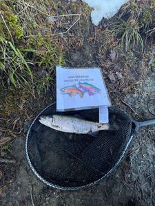 Rainbow Trout