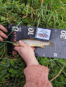 Brown Trout