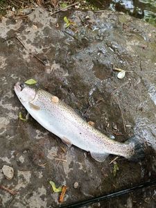 Rainbow Trout