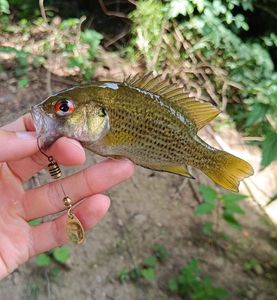 Rock Bass