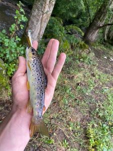 Brown Trout
