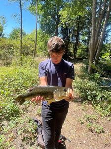 Largemouth Bass
