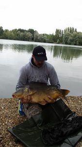 Mirror Carp