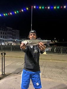 European Bass (Seabass)