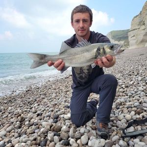 European Bass (Seabass)