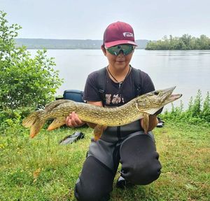 Northern Pike