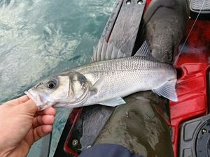 European Bass (Seabass)