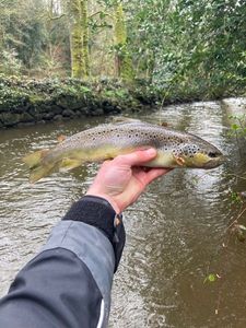 Brown Trout