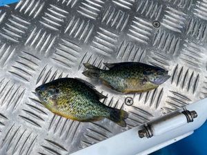 Green Sunfish