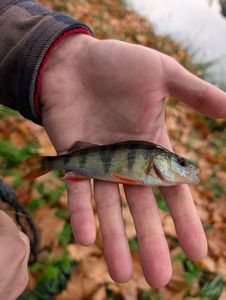 European Perch