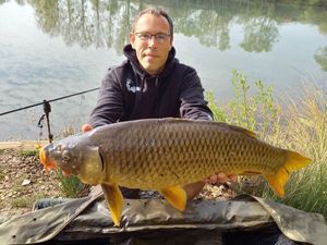 Common Carp