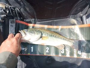 Largemouth Bass