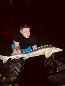 Sturgeon
