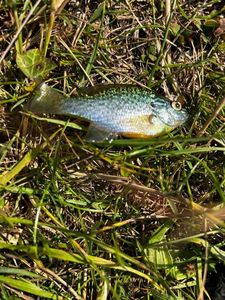 Green Sunfish