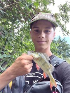 European Perch