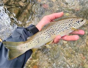Brown Trout