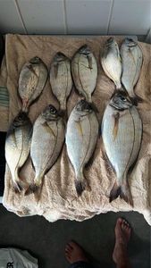 Gilthead Seabream