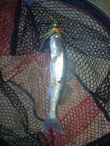 Zander