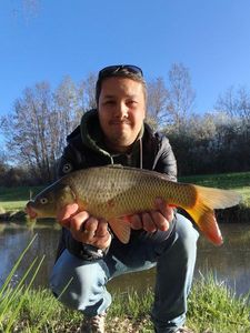 Common Carp