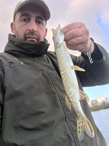 Northern Pike