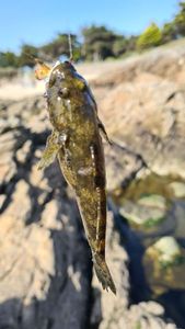 Black Goby