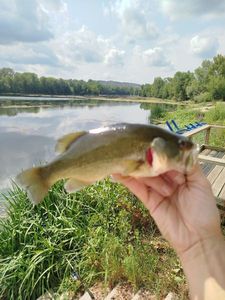 Smallmouth Bass