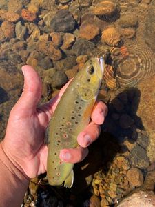 Brown Trout