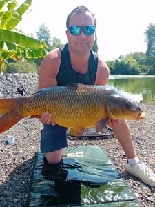 Common Carp
