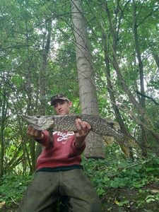 Northern Pike